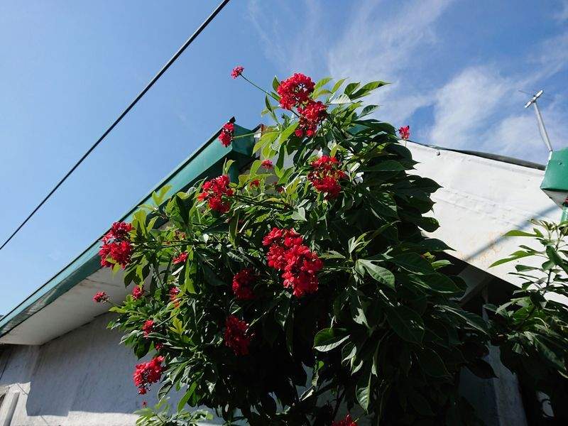 Giardini Fioriti Srl - Image 3