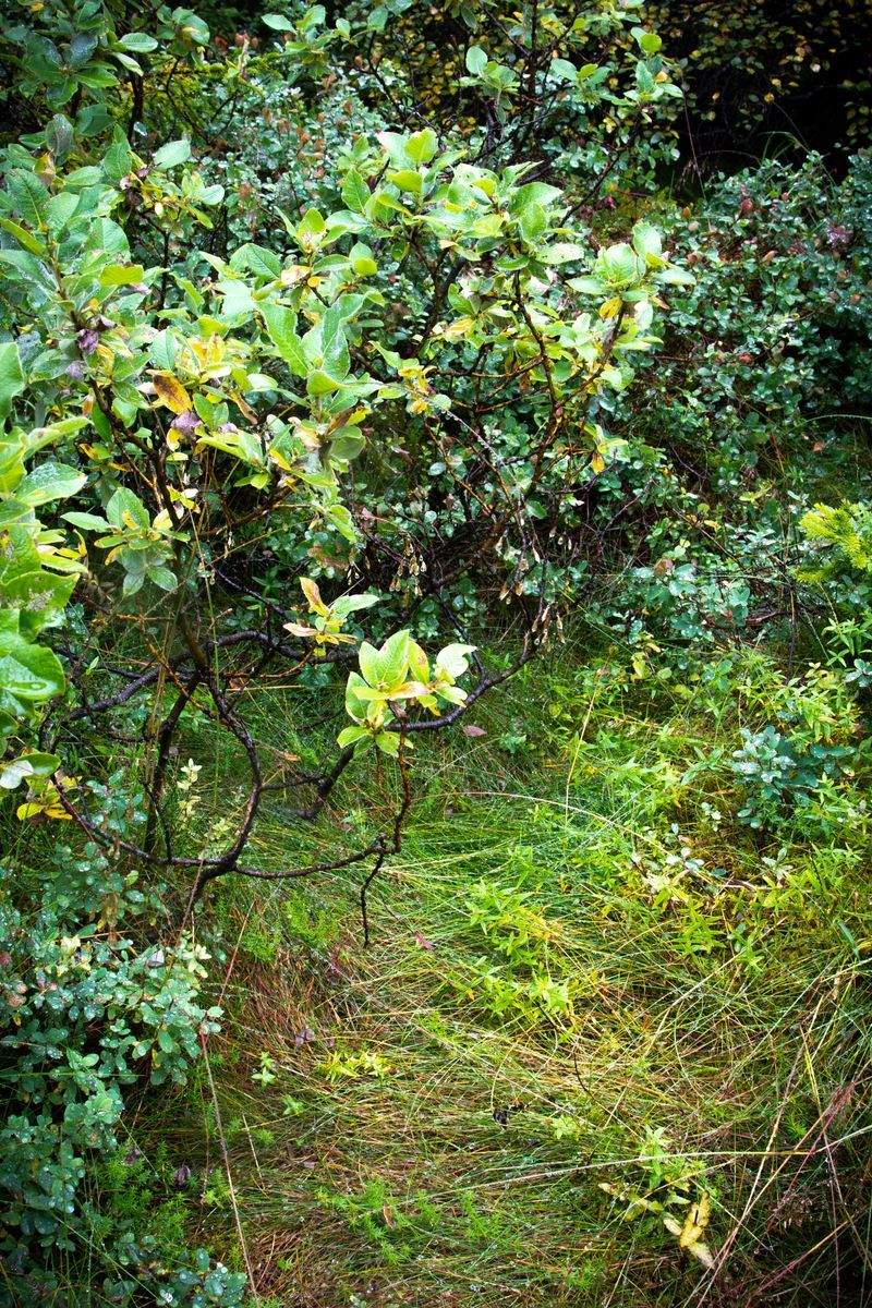 Giardini Fioriti Srl - Image 9