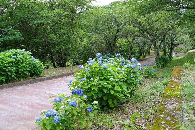 Progettazione giardini