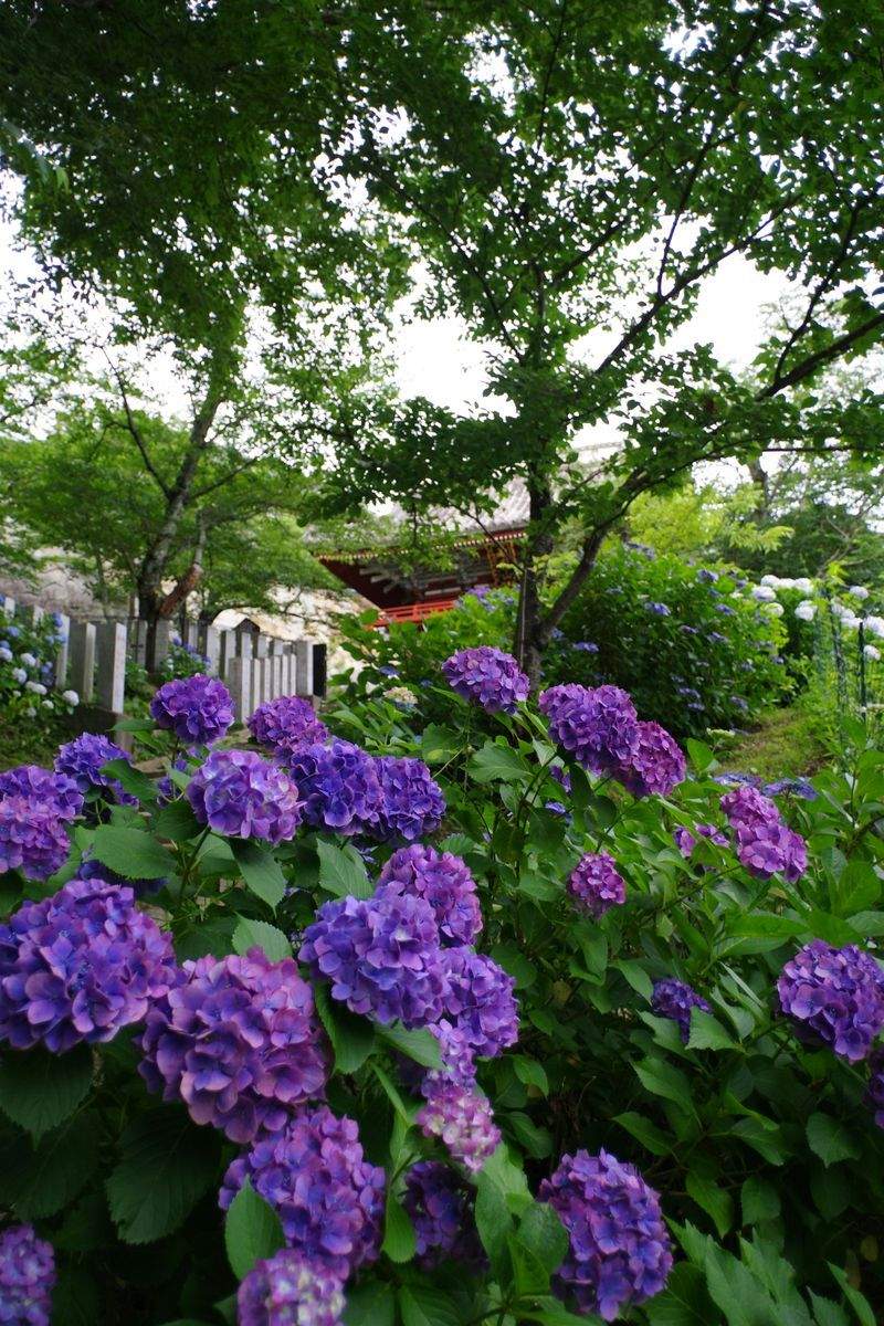 Potatura alberi e arbusti